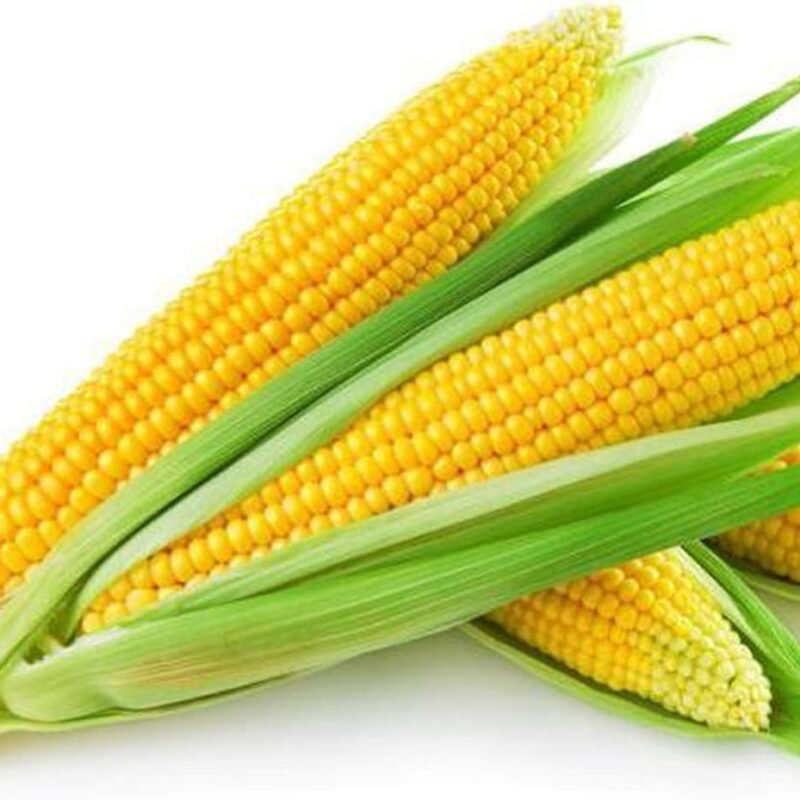 زيت الذرة